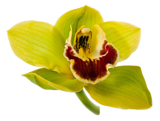 Green orchid