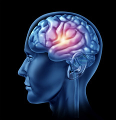 spark of genius brain head lobes cortex intelligence