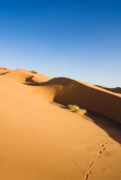 Sahara desert