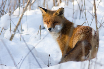 Curious Red Fox