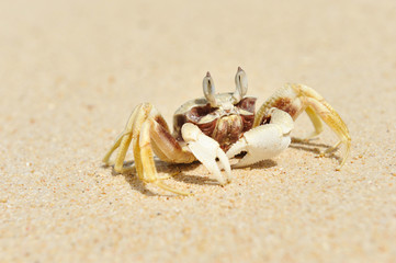 Crab on a beach