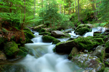 mountain spruit in bohemia