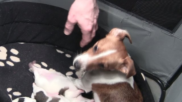 Jack Russel Welpen
