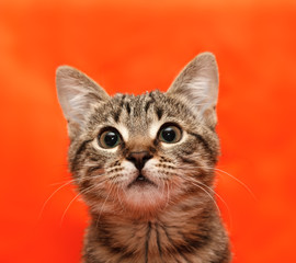 Fototapeta na wymiar Close up of tabby cat