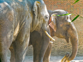 two Indian elephants