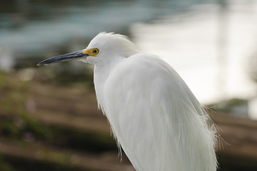Great Egret