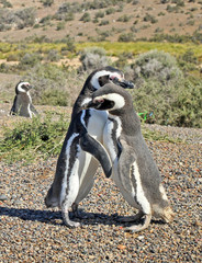 Penguins in Punto Tombo, argentinian Patagonia.