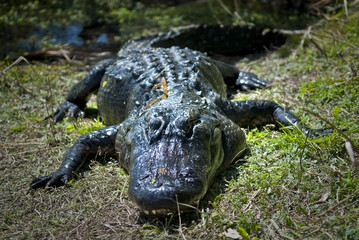 Alligator