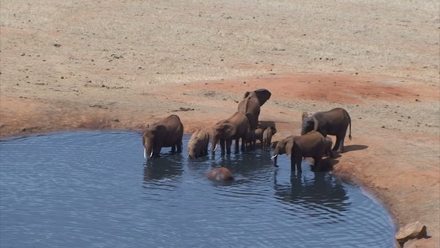Elefanten am See