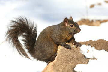 Black Squirrel