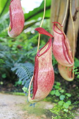 Nepenthes ,eat insect flower in forest,