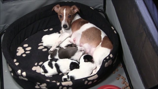 Jack Russel Welpen