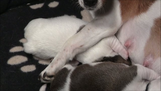 Jack Russel Welpen