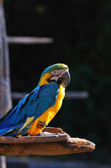 ルリコンゴウインコ