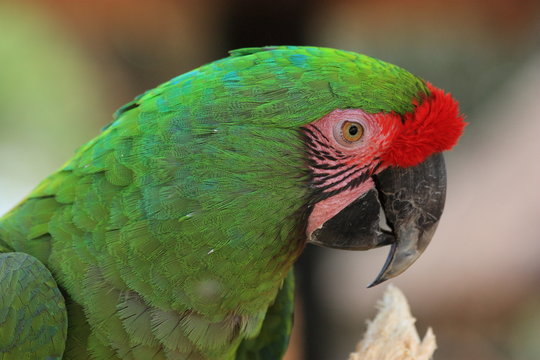 Green Macaw