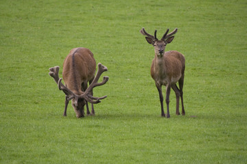 Rothirsche ( Cervus elaphus )