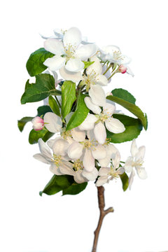 Plum-tree flowers isolated on white