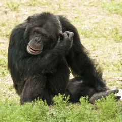 Common Chimpanzee