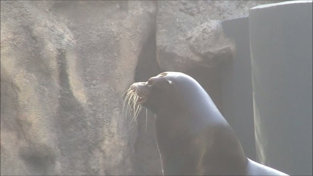 Seel&ouml;we