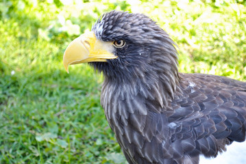 Портрет орла