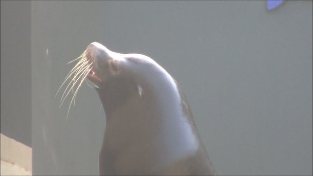 Seel&ouml;we