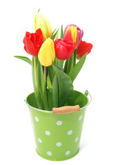 Colourful tulips in the bucket