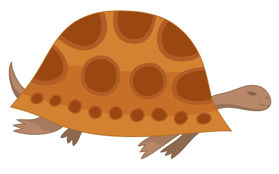 vector illustration of brown turtle