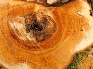 wooden cut texture
