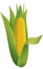 Ripe corn. Vector illustration on white background. © spline_x