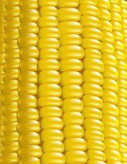 Ripe corn. Fragment. Vector illustration macro.