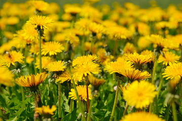 Dandelions