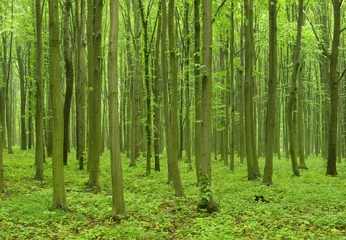 Schilderijen op glas forest © Pakhnyushchyy