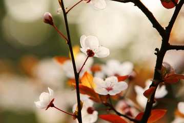 plum blossom