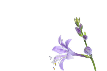 lovely purple flowers