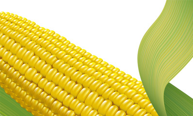 Ripe corn. Fragment. Vector illustration on white background. © spline_x