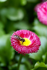 Bee on daisy