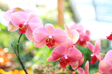 Fototapeta na wymiar różowa orchidea (phalaenopsis)