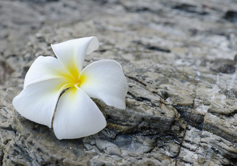 frangipani