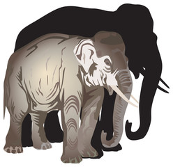 elephant and its shadow illustration
