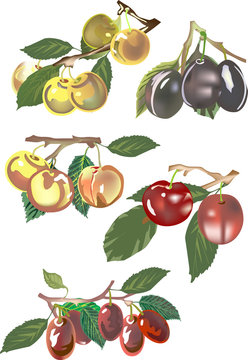 different plums collection on white