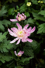 Chrysanthemum flower