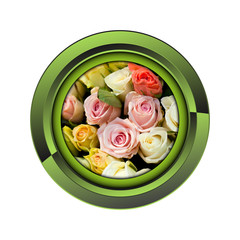 rose jardin jardinage plante plantation printemps bouton fleur