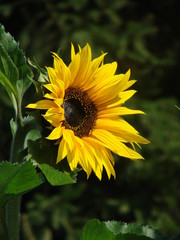 Sonnenblume