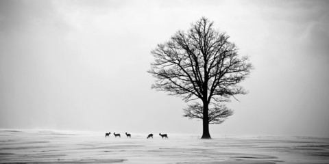Roe deers in winter under a lonely tree © Kaspars Grinvalds