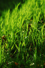 green grass