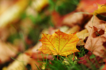 Naklejka na ściany i meble autumn leaves close up