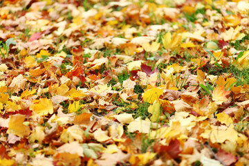 autumn leaves close up