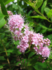 Blooming Japanese spirea (Spiraea japonica)