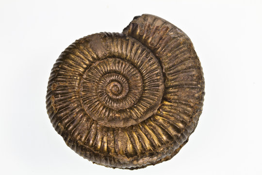 Pyretized Ammonite