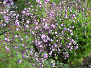 Buds meadow rue (Thalictrum aquilegifolium)